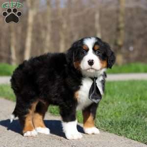 Zeke, Bernese Mountain Dog Puppy